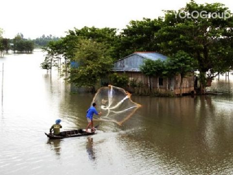 Ếch Ộp và Chim Quốc